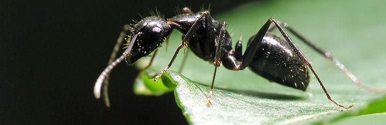 Mravi su izvrsni navigatori
